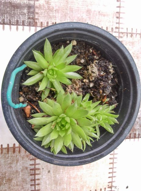  - Cactusi si suculente 2019