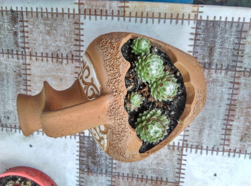  - Cactusi si suculente 2019