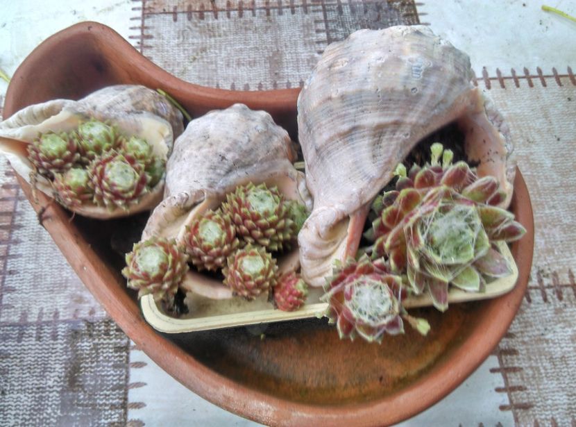  - Cactusi si suculente 2019