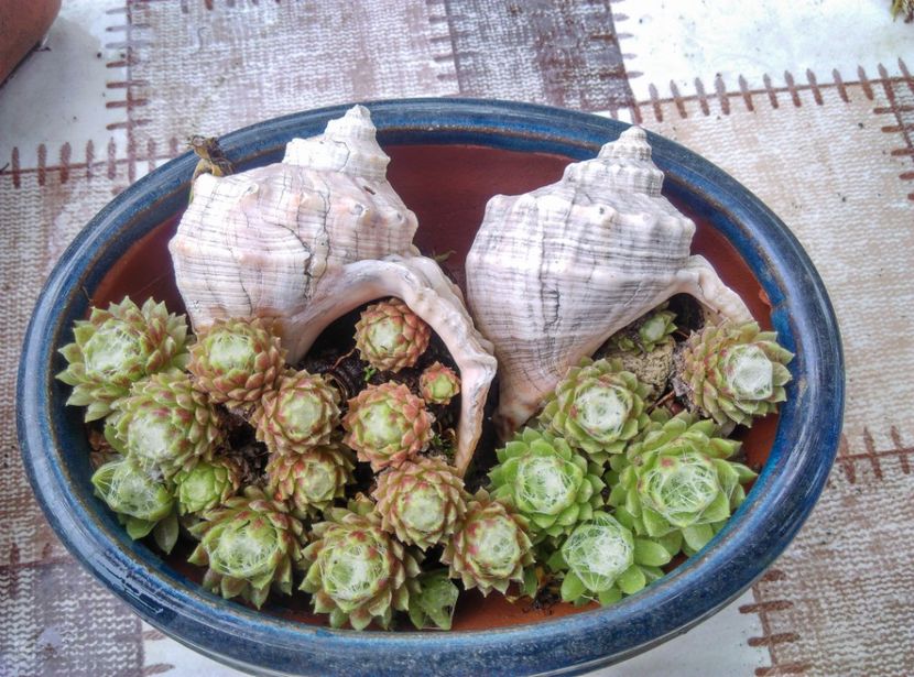  - Cactusi si suculente 2019