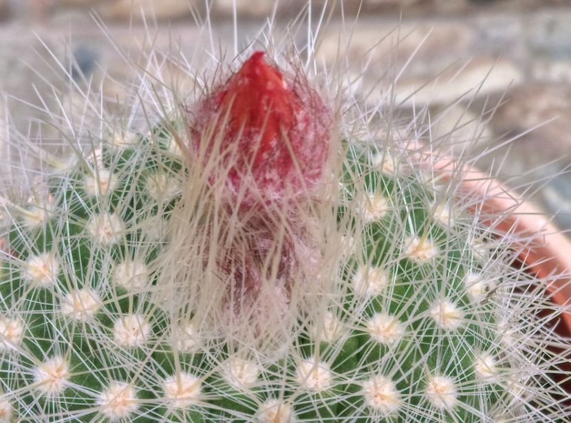  - Cactusi si suculente 2019