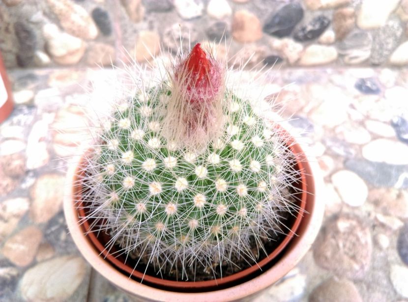  - Cactusi si suculente 2019