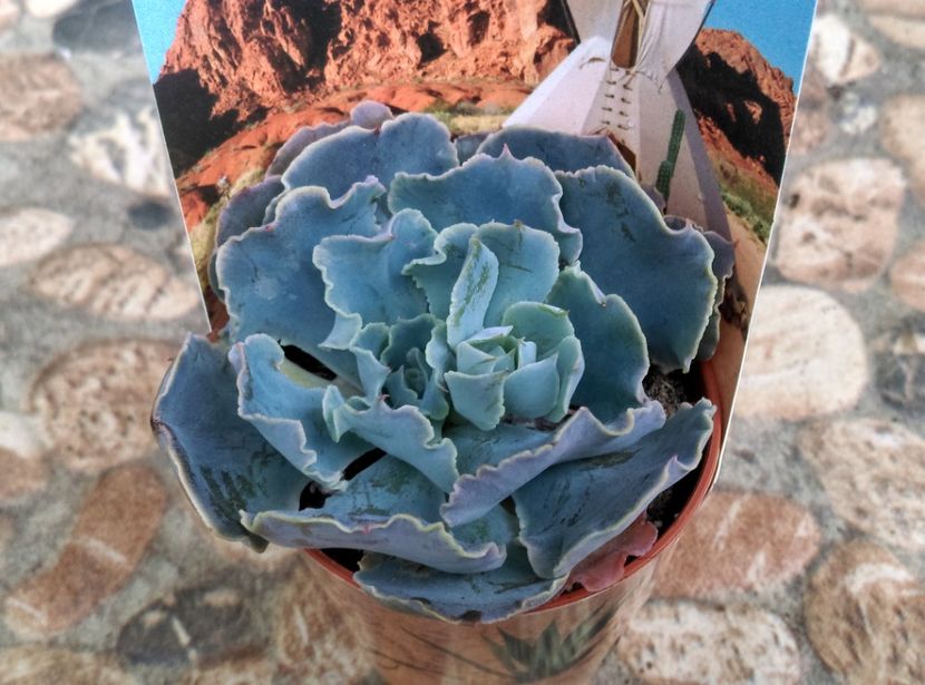  - Cactusi si suculente 2019