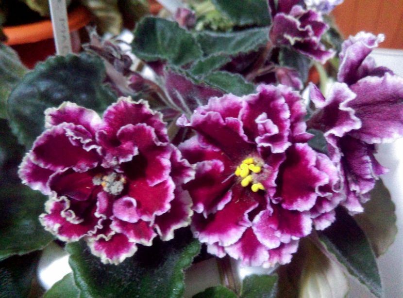  - LE Madzenta de la Olivia