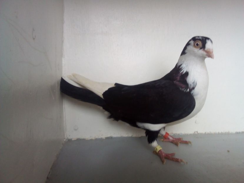  - jucatori de galati pe negru