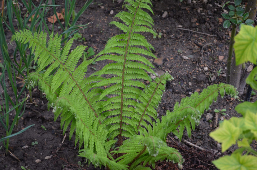  - dragostea  de natura