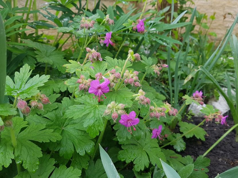 Geranium - Mai 2019