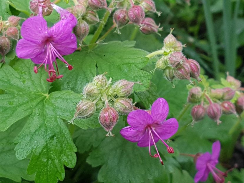 Geranium - Mai 2019