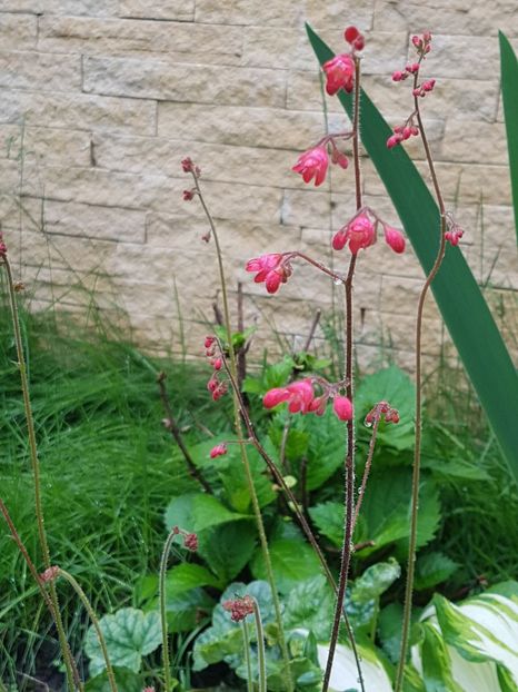 A inflorit heuchera Leuchtkaffer - Mai 2019