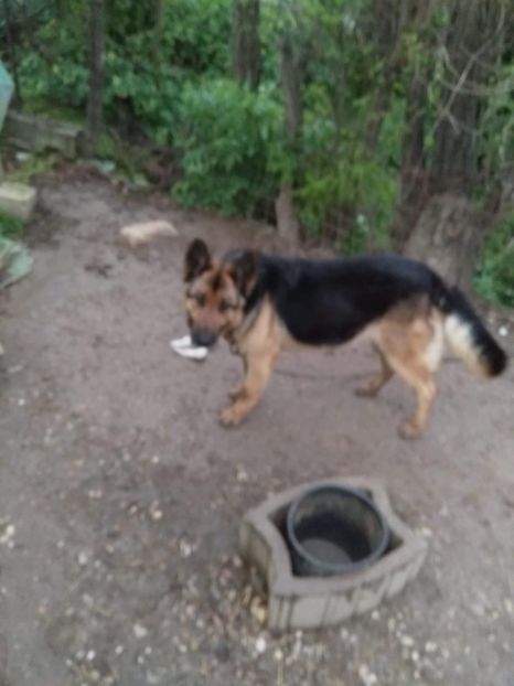 received_1462065500595254 - Ciobănesc German de vanzare