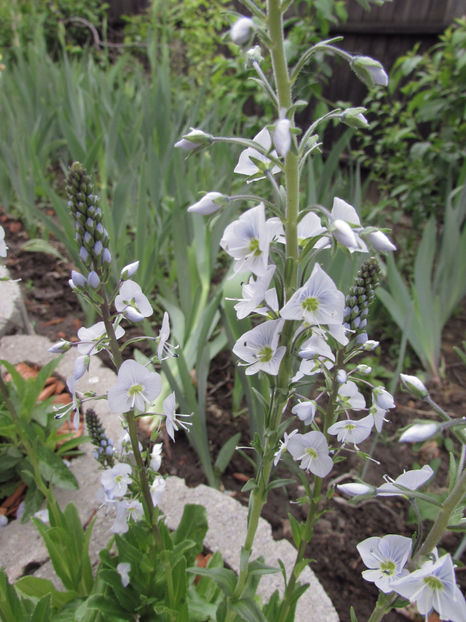  - A A Flori de gradina 1