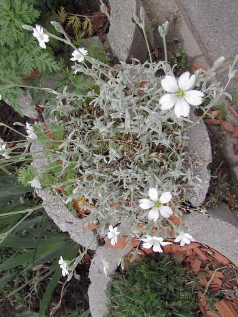  - A A Flori de gradina 1