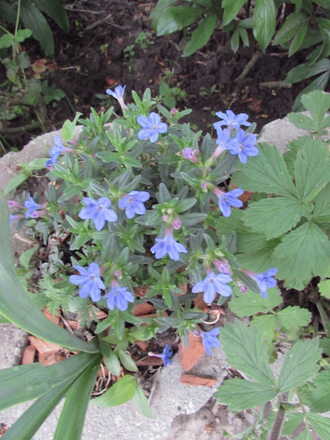  - A A Flori de gradina 1