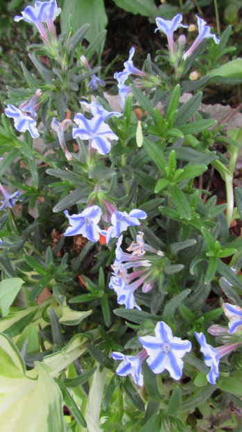  - A A Flori de gradina 1