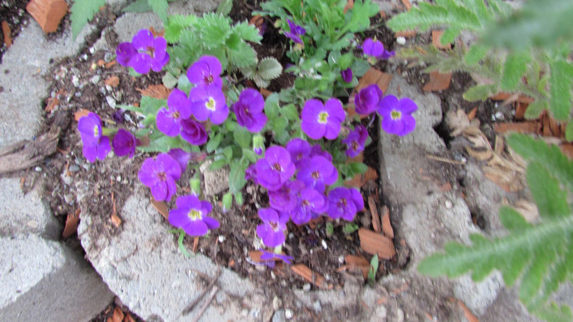  - A A Flori de gradina 1