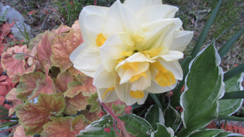  - A A Flori de gradina 1