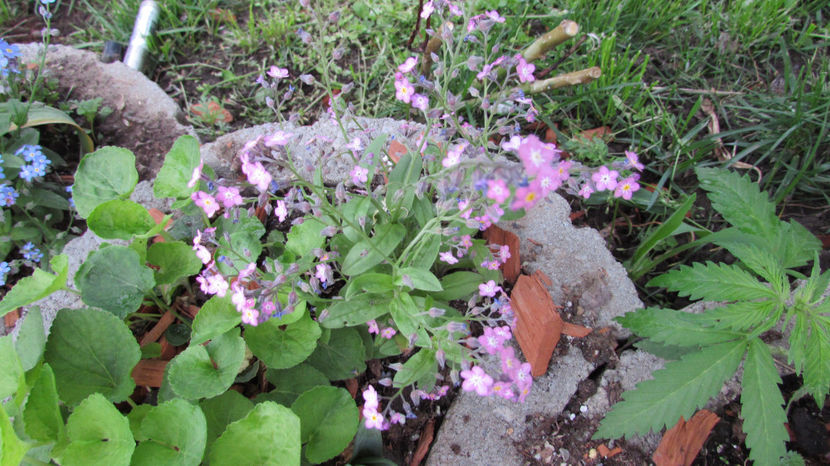  - A A Flori de gradina 1