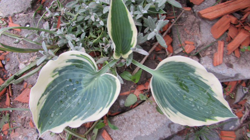  - A A Flori de gradina 1