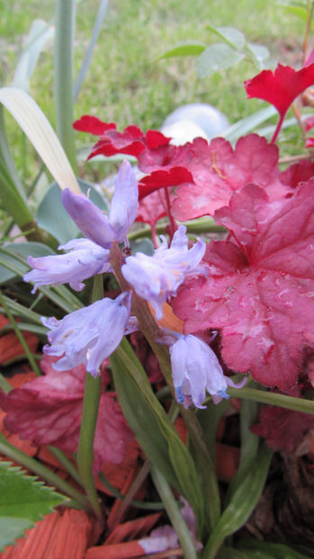  - A A Flori de gradina 1