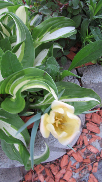  - A A Flori de gradina 1