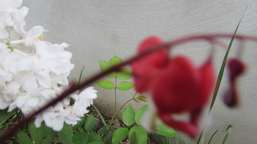  - A A Flori de gradina 1