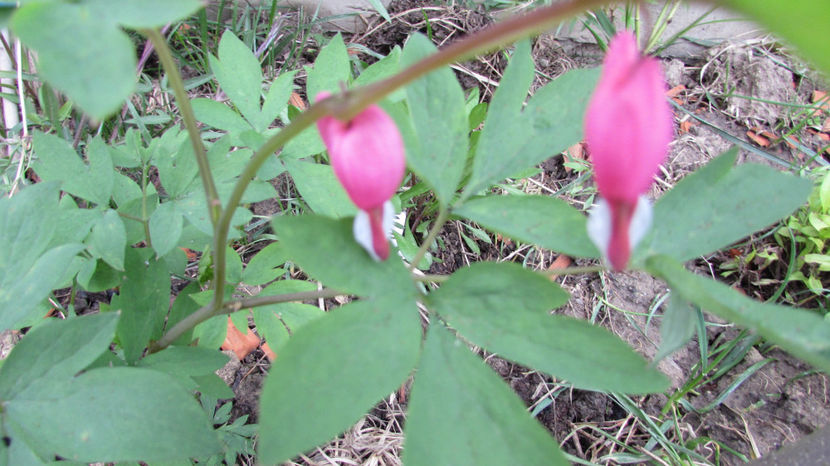  - A A Flori de gradina 1