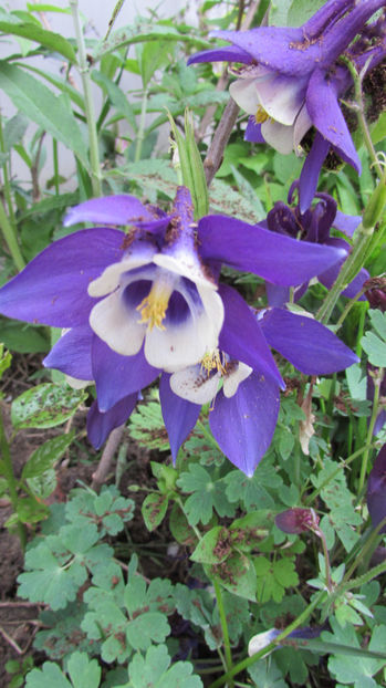  - A A Flori de gradina 1