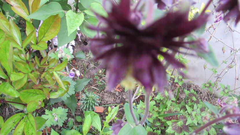  - A A Flori de gradina 1