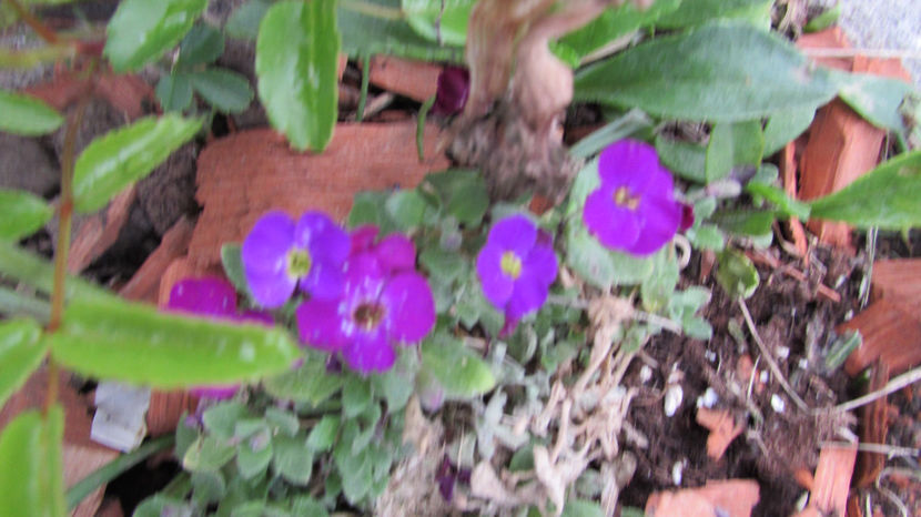  - A A Flori de gradina 1