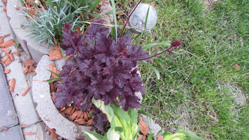  - A A Flori de gradina 1