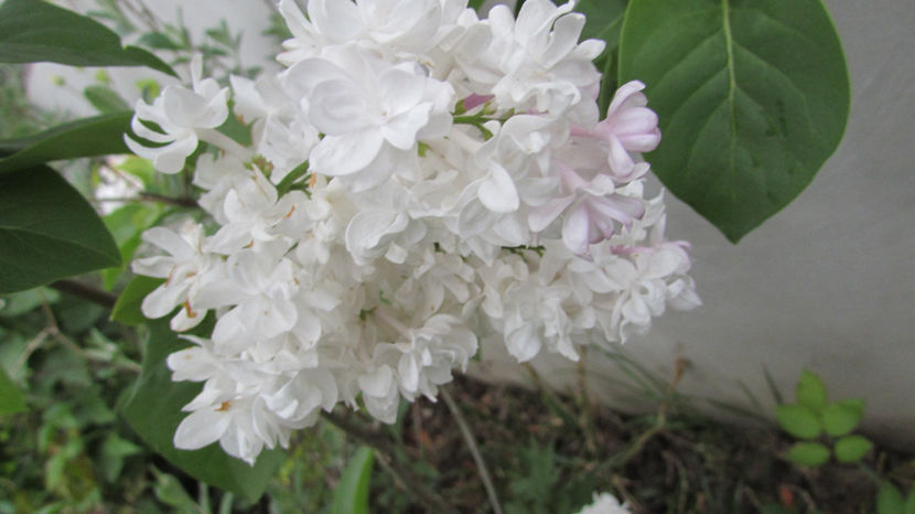  - A A Flori de gradina 1