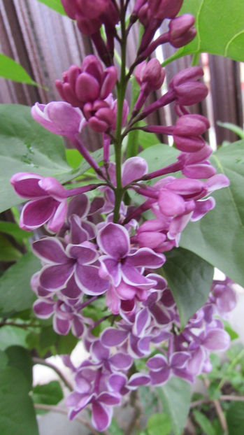  - A A Flori de gradina 1