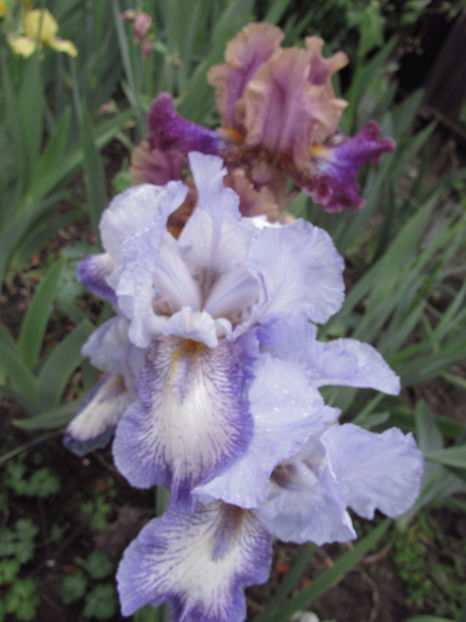  - A A Flori de gradina 1