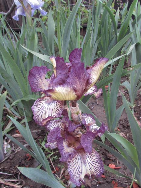  - A A Flori de gradina 1