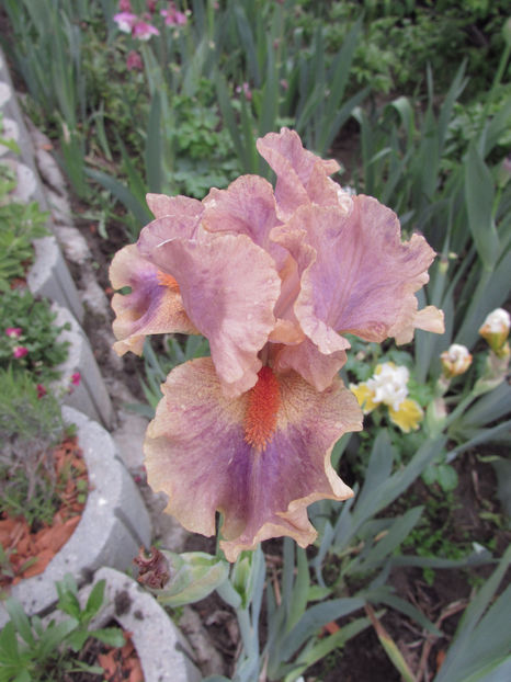  - A A Flori de gradina 1