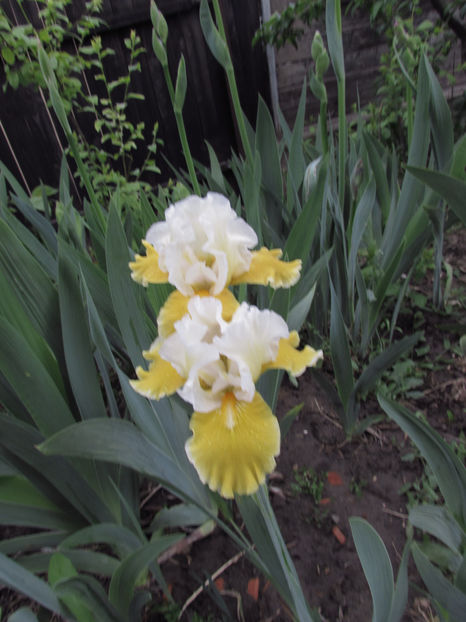  - A A Flori de gradina 1