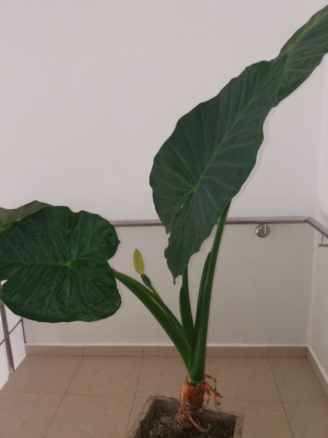  - Florile mele mai 2019