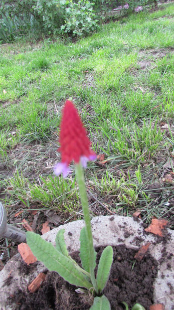  - A A Flori de gradina 1