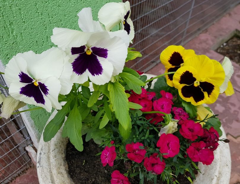  - U-GRADINA MEA