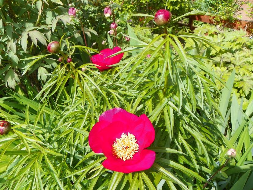 Early Scout - Bujori 2019