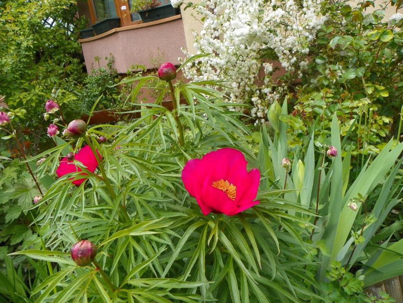 Early Scout - Bujori 2019