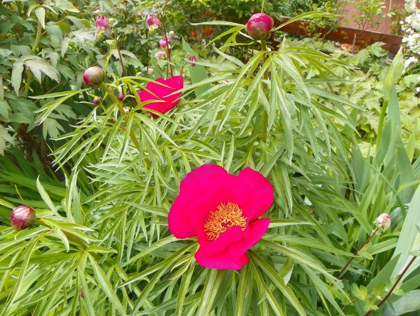 Early Scout - Bujori 2019