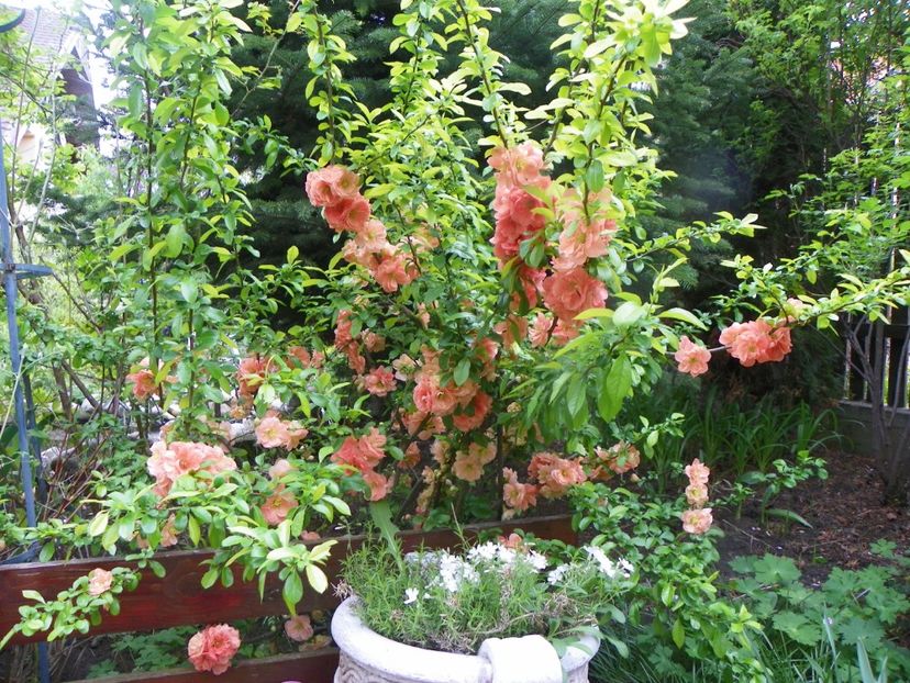 9 mai (9) - Copacei si arbusti 2019