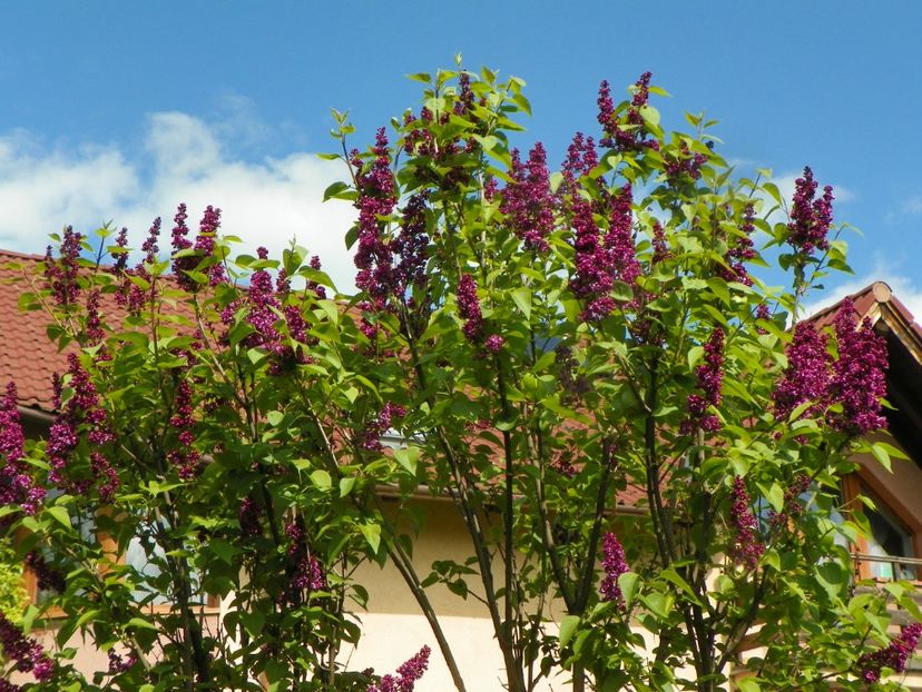 syringa Charles Joly - Copacei si arbusti 2019