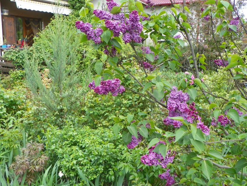 9 mai (33) - Copacei si arbusti 2019