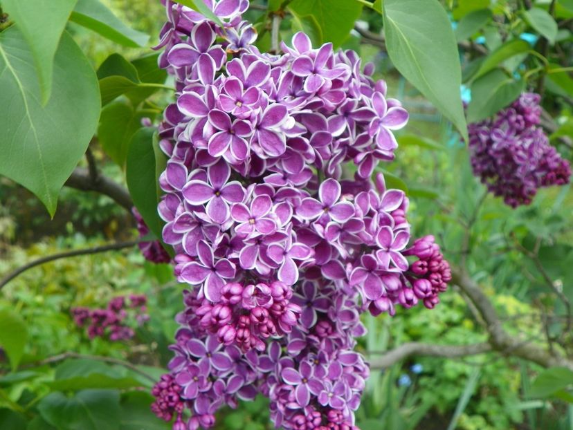 9 mai (34) - Copacei si arbusti 2019