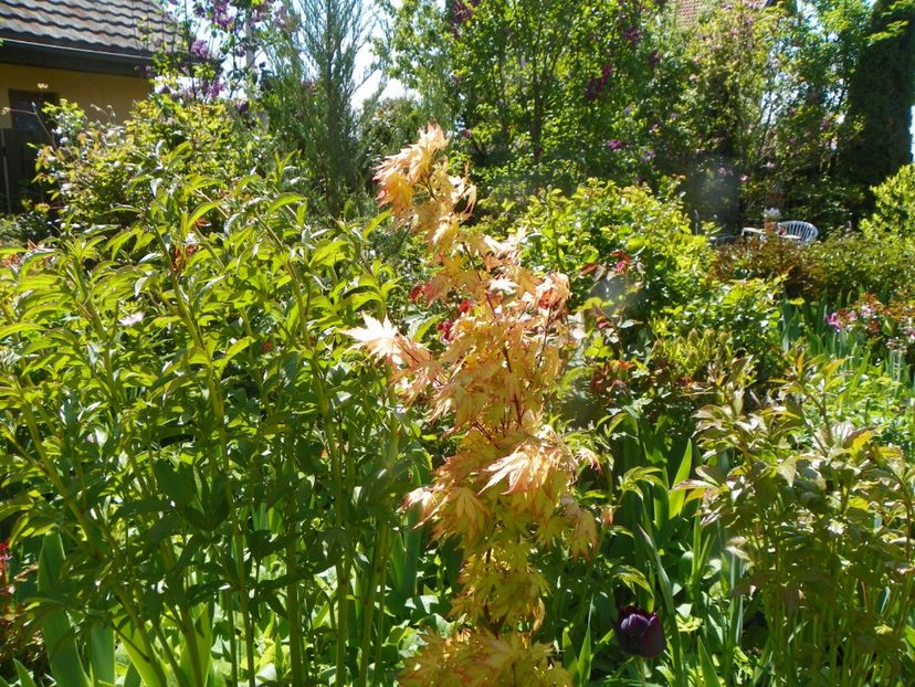 9 mai (55) - Copacei si arbusti 2019