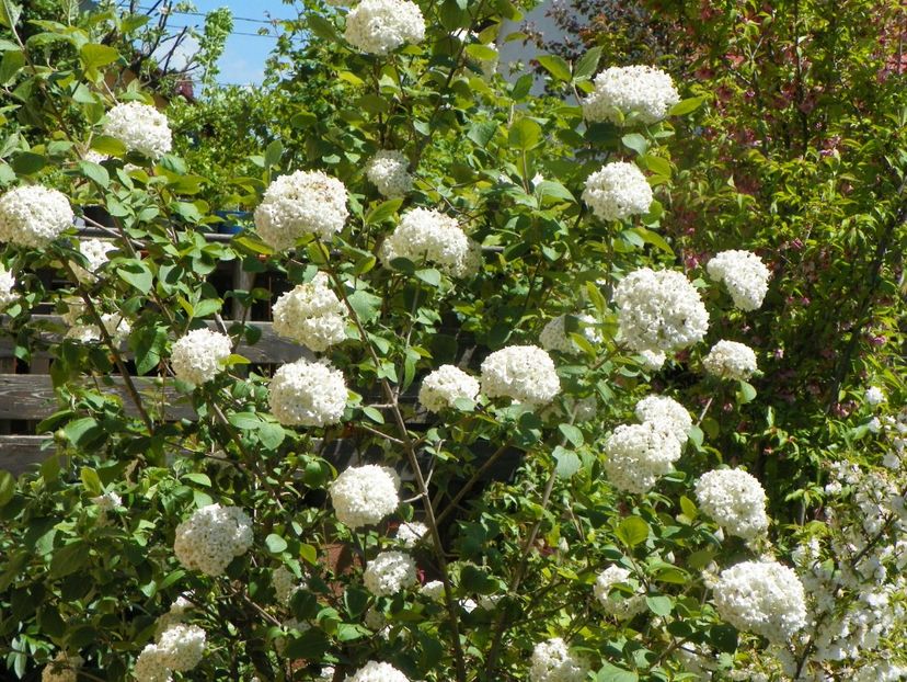 9 mai (62) - Copacei si arbusti 2019