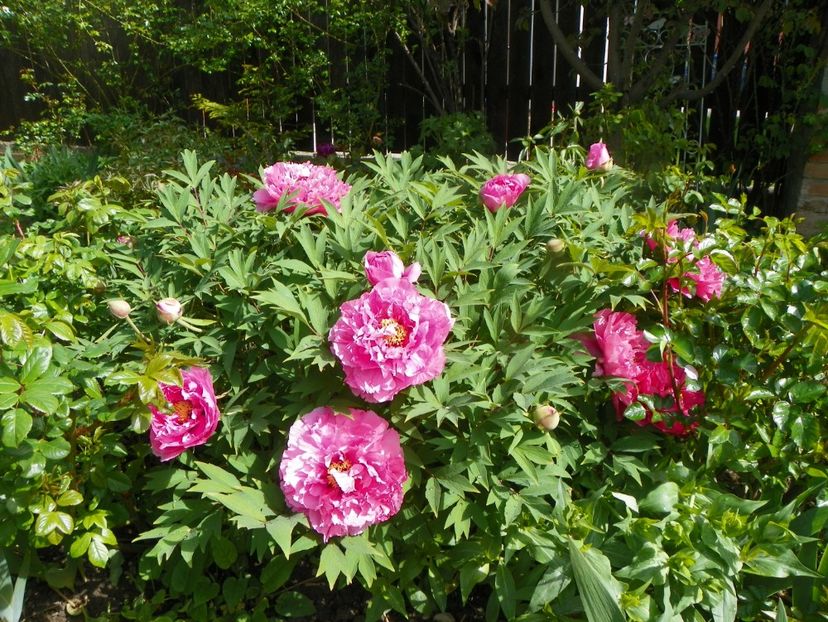 Yin Hong Qiao Dui - Bujori arbustivi si itoh 2019