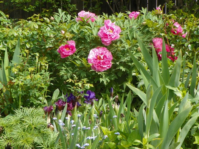 9 mai (24) - Bujori arbustivi si itoh 2019